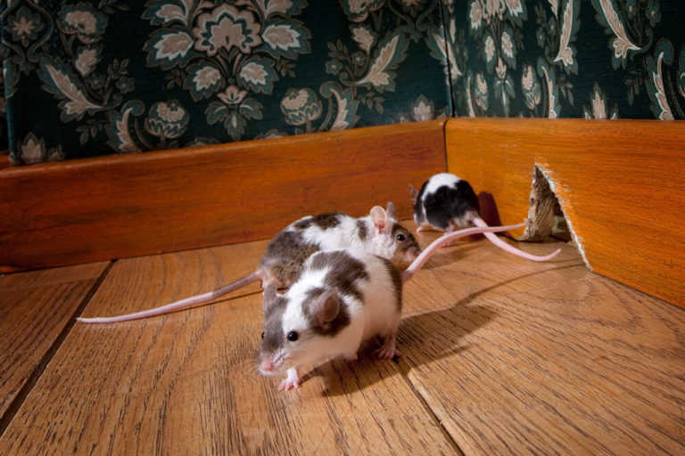 Dealing-with-Mice-in-Your-Property